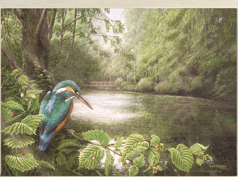 Image of Kingfisher& Hazel, River Fowey, Lanhydrock, nr. Bodmin, Cornwall